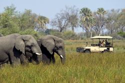 Fauna Zimbabwe, de Open