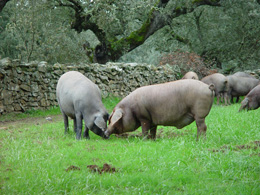Ruta del Jabugo, de Open