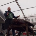 Matanza del cerdo en Extremadura, de Open