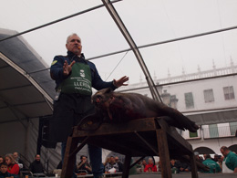 Matanza del cerdo en Extremadura, de Open